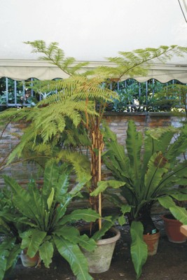 Cyathea cooperi e Asplenium nidus (Felci esotiche) Cyathea cooperi e Asplenium nidus (Felci esotiche)