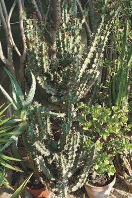 Euphorbia coerulescens (Piante succulente)